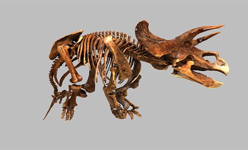 Modern Skeleton Triceratops Skeleton 3d model