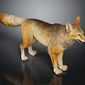 Realistic Coyote Figure With Brown Yellow Fur Standing On Dark Reflective Surface