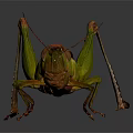Detailed Green And Brown Grasshopper With Long Antennae And Hind Legs On Dark Reflective Surface