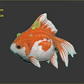Eye Catching Orange And White Goldfish With Rounded Body And Unique Fins