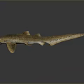 Realistic Aquatic Animal Spotted Shark With Distinct Body Spots And Fins