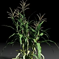 Healthy Green Corn Plant With Lush Leaves And Tassels On Black Background