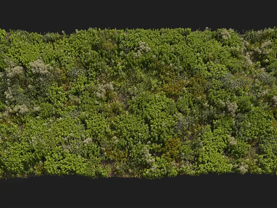 Diverse Plant Combinations With Various Green Shades And White Flower Accents 3d model