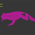 Red Frog With Green Abdomen And Stretched Limbs On Dark Reflective Surface