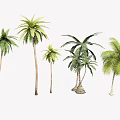 Coconut Tree Palm Tree Landscape Tree Seaside Landscape Green Planting 3d model