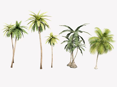 Lush Palm Trees Of Various Heights With Green Fronds And Slender Trunks 3d model