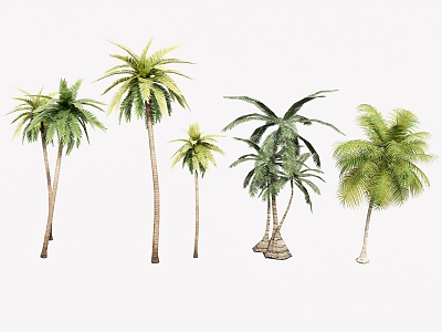 Coconut Tree Palm Tree Landscape Tree Seaside Landscape Green Planting 3d model