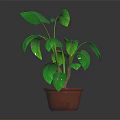 Lush Green Leaf Potted Plant With Healthy Stems In Brown Pot And Dark Background