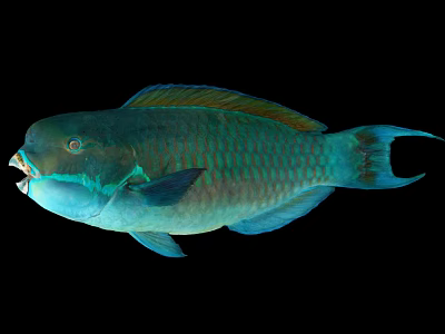 Colorful Marine Parrotfish With Vibrant Green Blue Scales And Open Mouth 3d model