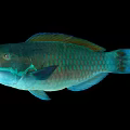 Colorful Marine Parrotfish With Vibrant Green Blue Scales And Open Mouth