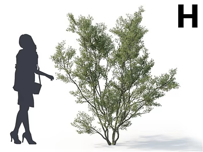 Lush Arbor With Green Foliage Beside Woman Silhouette In High Heels Holding Handbag 3d model