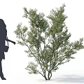 Lush Arbor With Green Foliage Beside Woman Silhouette In High Heels Holding Handbag