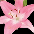 Beautiful Pink Lily Flower With Bud And Green Leaves On Black Background