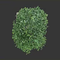 Bonsai Plant With Lush Green Leaves Thick Trunk And Moss In Square Pot