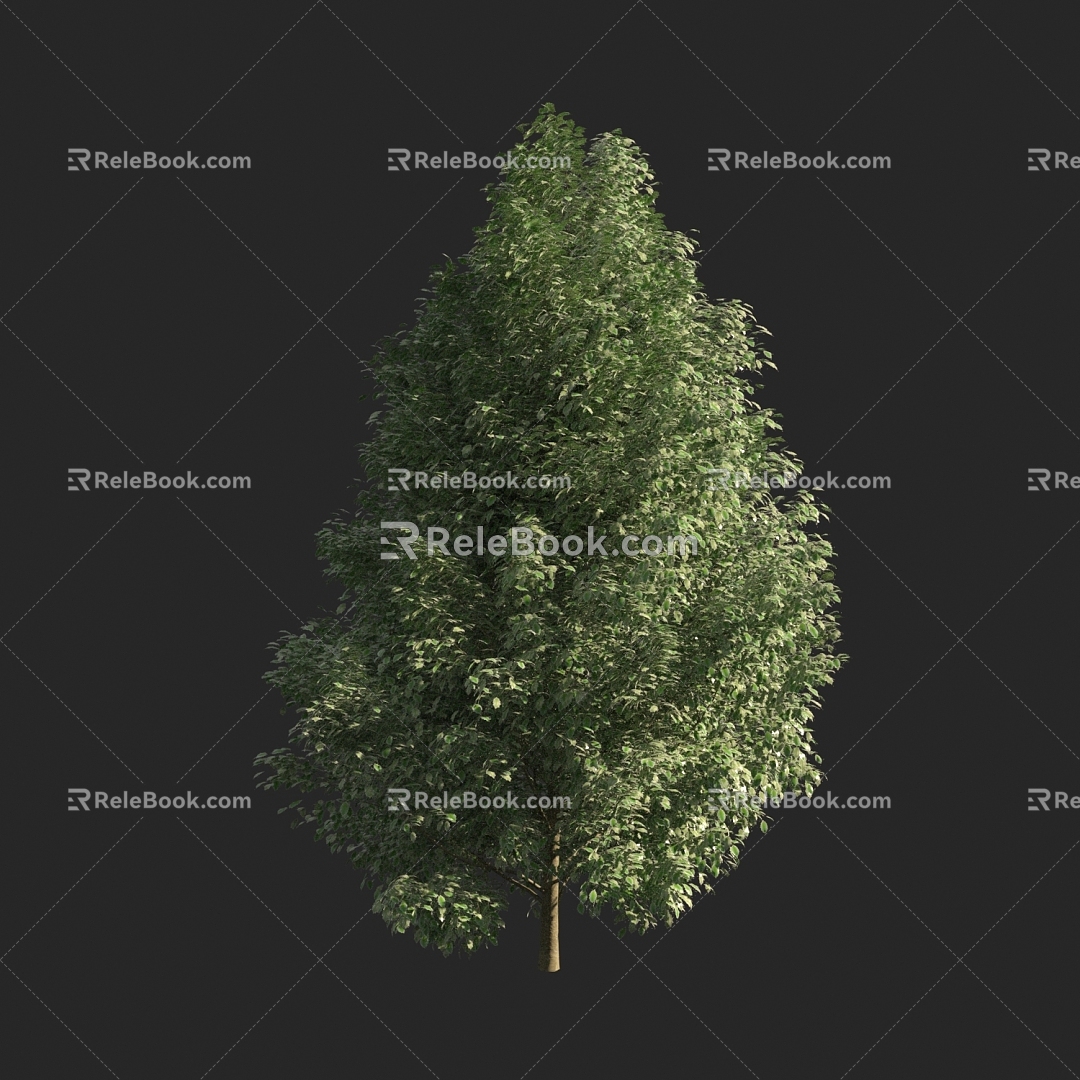 Tree Street Tree Landscape Tree 3d model