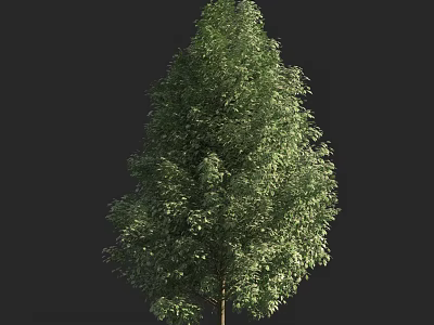 Tall Arbor With Lush Green Leaves And Dense Foliage In Natural Landscape 3d model