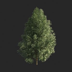 Tree Street Tree Landscape Tree 3d model