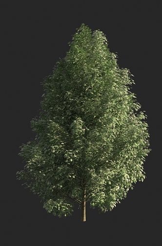 Tree Street Tree Landscape Tree 3d model