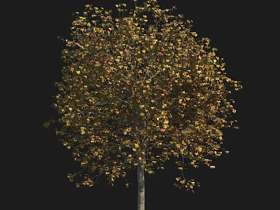 Lush Arbor With Yellow Green Leaves And Straight Trunk In Natural Scene 3d model