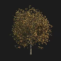 Lush Arbor With Yellow Green Leaves And Straight Trunk In Natural Scene
