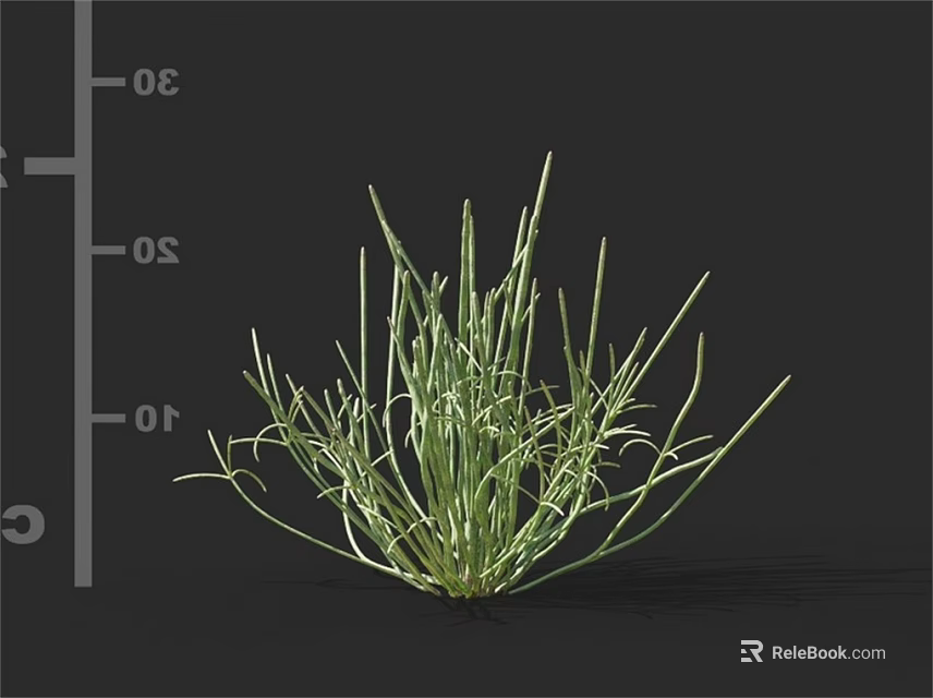 Green Grass With Slender Leaves On Black Background And Height Scale Indicator 3d model