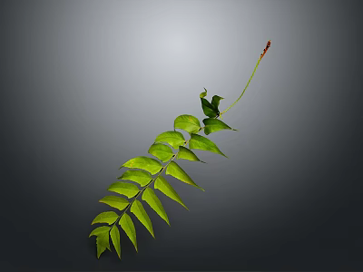 Green Pinnate Plant Leaf With Multiple Leaflets Long Petiole And Red Tip 3d model