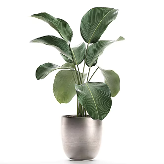 Modern Gardening Sits Luxury Flower Pot kalatea Lutea 3d model
