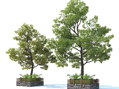 Two Arbor Trees in Planters with Wooden and Stone Borders and Lush Green Leaves 3d model