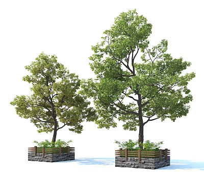 Two Arbor Trees in Planters with Wooden and Stone Borders and Lush Green Leaves 3d model