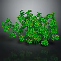 Healthy Green Plant With Lush Clover Shaped Leaves And Natural Growth