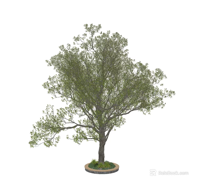 Lush Green Arbor with Thick Trunk and Dense Foliage in Potted Planter 3d model 