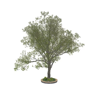 Lush Green Arbor with Thick Trunk and Dense Foliage in Potted Planter 3d model