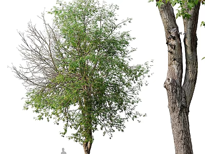 Two Garden Decorative Trees One With Lush Green Leaves And Another Bare Trunk Texture 3d model