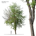 Two Garden Decorative Trees One With Lush Green Leaves And Another Bare Trunk Texture