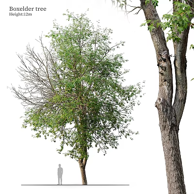 Two Garden Decorative Trees One With Lush Green Leaves And Another Bare Trunk Texture 3d model