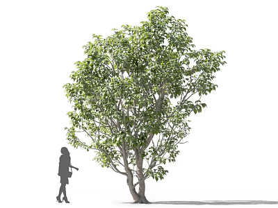 Deciduous Tree With Lush Green Foliage Thick Trunk And Silhouette of Person Standing Nearby 3d model