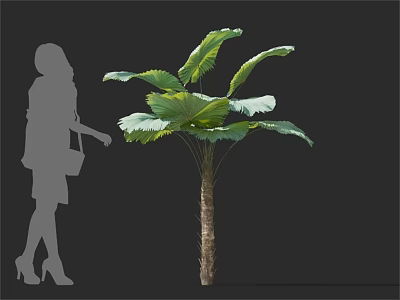 Tropical Arbor with Large Green Leaves Slender Trunk and Woman Silhouette 3d model