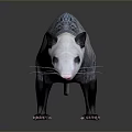 Realistic Opossum With White Face Gray Fur And Long Tail On Gray Background