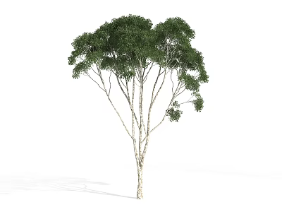 Tall Tree With White Trunk And Lush Green Foliage On White Background 3d model