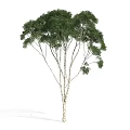 The Modern Tree 3d model