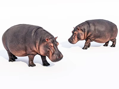 Two Reptiles Crocodiles Standing On White Background In Natural Habitat Scene 3d model