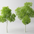 Lush Green Leafy Trees With White Trunks On Light Background 3d model