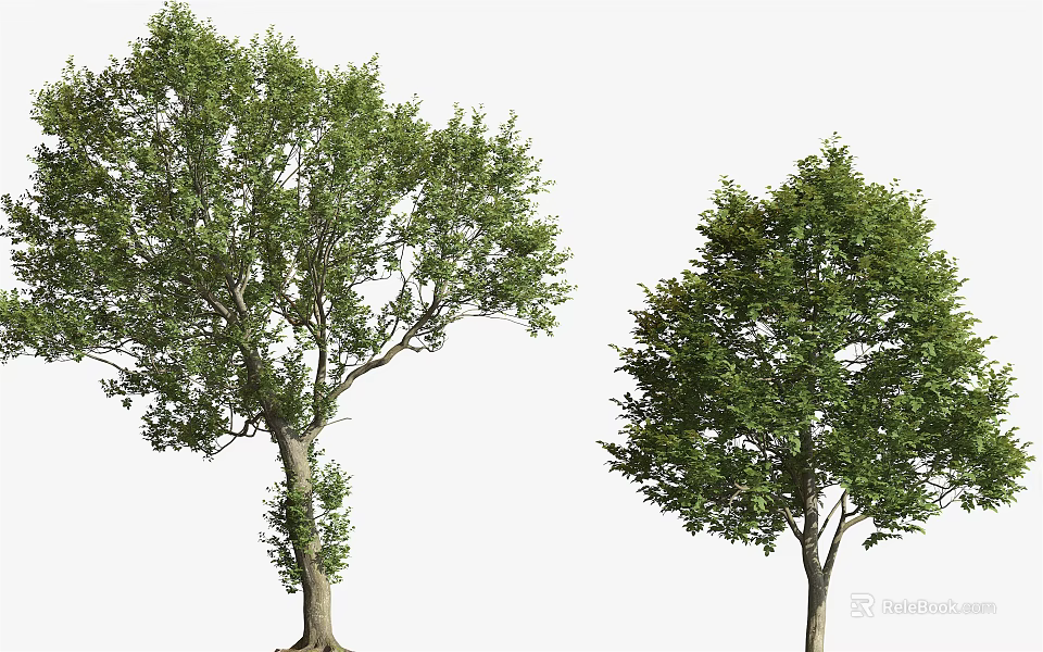 Two Arbor Trees With Lush Green Foliage And Different Canopy Shapes 3d model 
