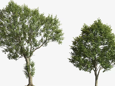Two Arbor Trees With Lush Green Foliage And Different Canopy Shapes 3d model