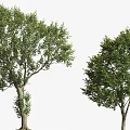 Two Arbor Trees With Lush Green Foliage And Different Canopy Shapes 3d model