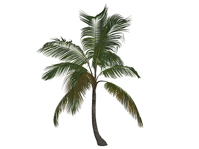 Lush Tropical Palm Tree With Long Green Fronds And Brown Trunk 3d model