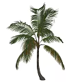 Lush Tropical Palm Tree With Long Green Fronds And Brown Trunk