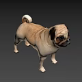 Realistic 3D Model Of Standing Pug Dog With Beige And Black Coat