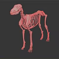 Veterinary Medical Device Animal Skeleton Model with Detailed Structure for Anatomical Education and Clinical Training