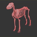 Modern Skeleton Dog Skeleton Animal Skeleton Skeleton 3d model